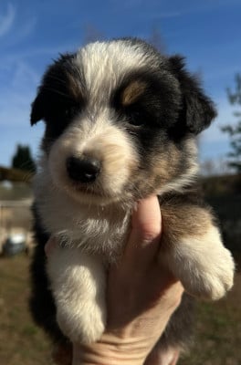 Les chiots de Berger Australien