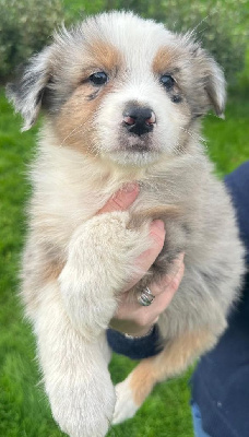 Les chiots de Berger Australien
