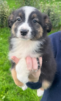 Les chiots de Berger Australien