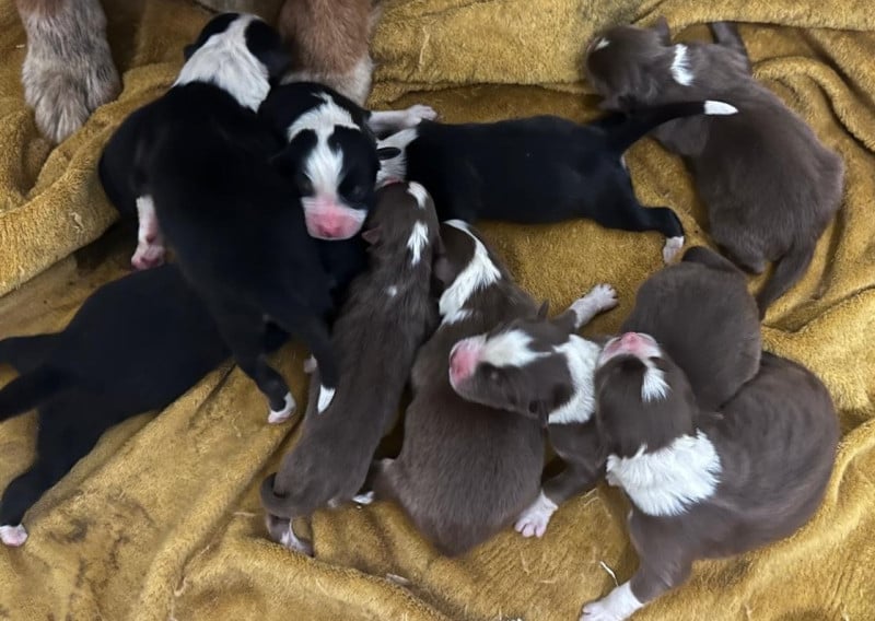 Berger Australien - Elevage du Domaine de Chadadias