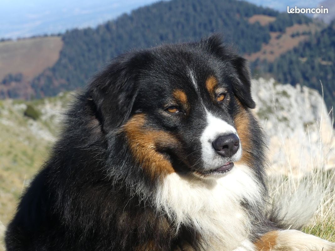 Berger Australien - Des Hauts Du Bédat