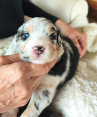Les chiots de Berger Australien