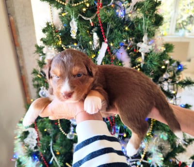 Les chiots de Berger Australien