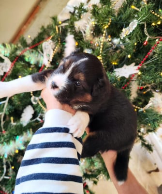 Les chiots de Berger Australien