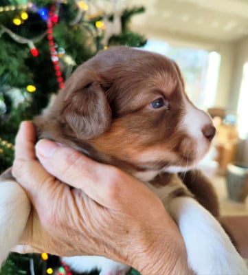Les chiots de Berger Australien