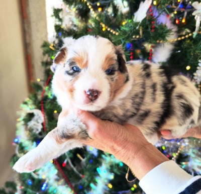 Les chiots de Berger Australien