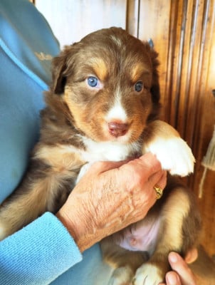 Les chiots de Berger Australien