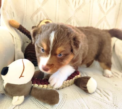 Les chiots de Berger Australien