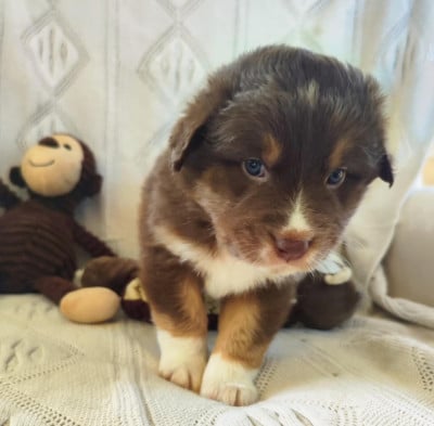 Les chiots de Berger Australien