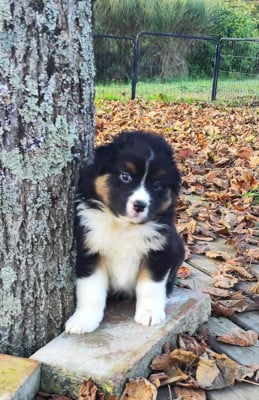 Les chiots de Berger Australien