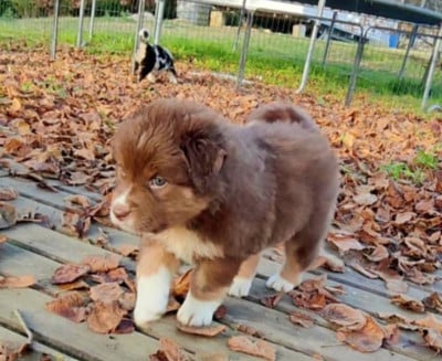 Les chiots de Berger Australien