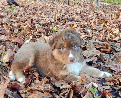 Les chiots de Berger Australien