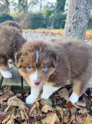 Les chiots de Berger Australien