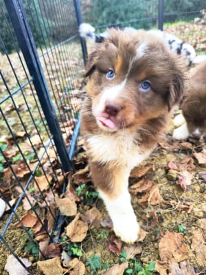 Les chiots de Berger Australien