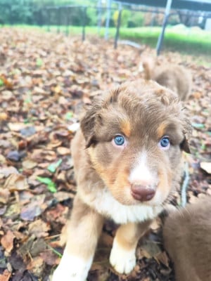 Les chiots de Berger Australien