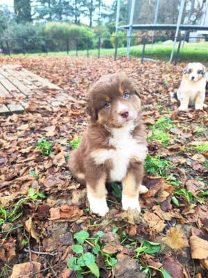 Les chiots de Berger Australien