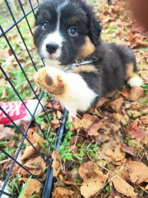Les chiots de Berger Australien