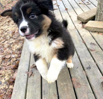 Les chiots de Berger Australien
