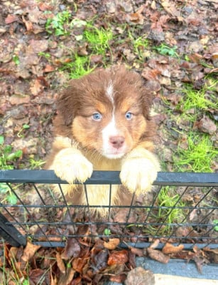 Les chiots de Berger Australien