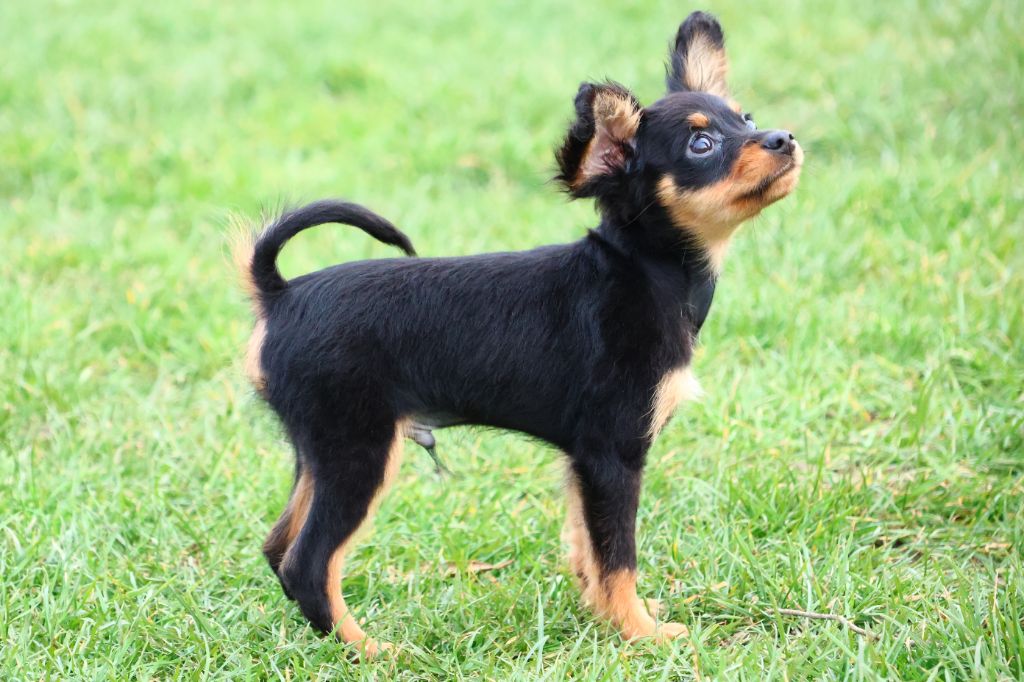 Vezymir-ulk au Royaume D'ultra