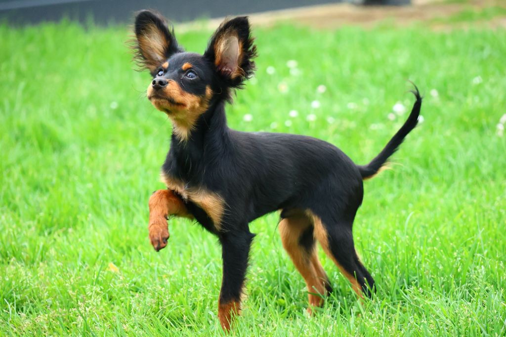 Vezymir-ulk au Royaume D'ultra