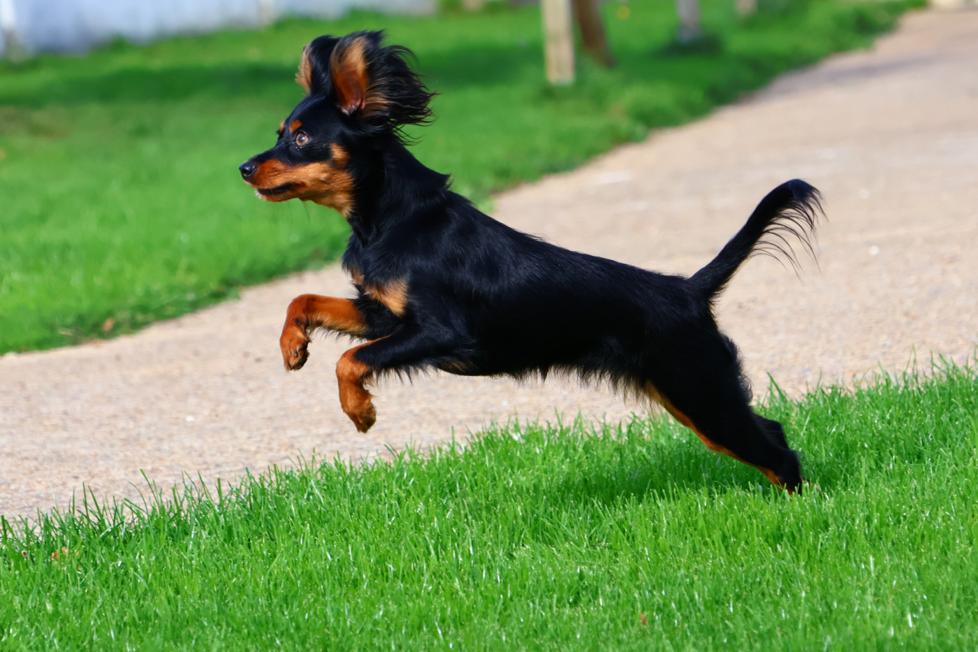 Valky De la Nouknoukerie