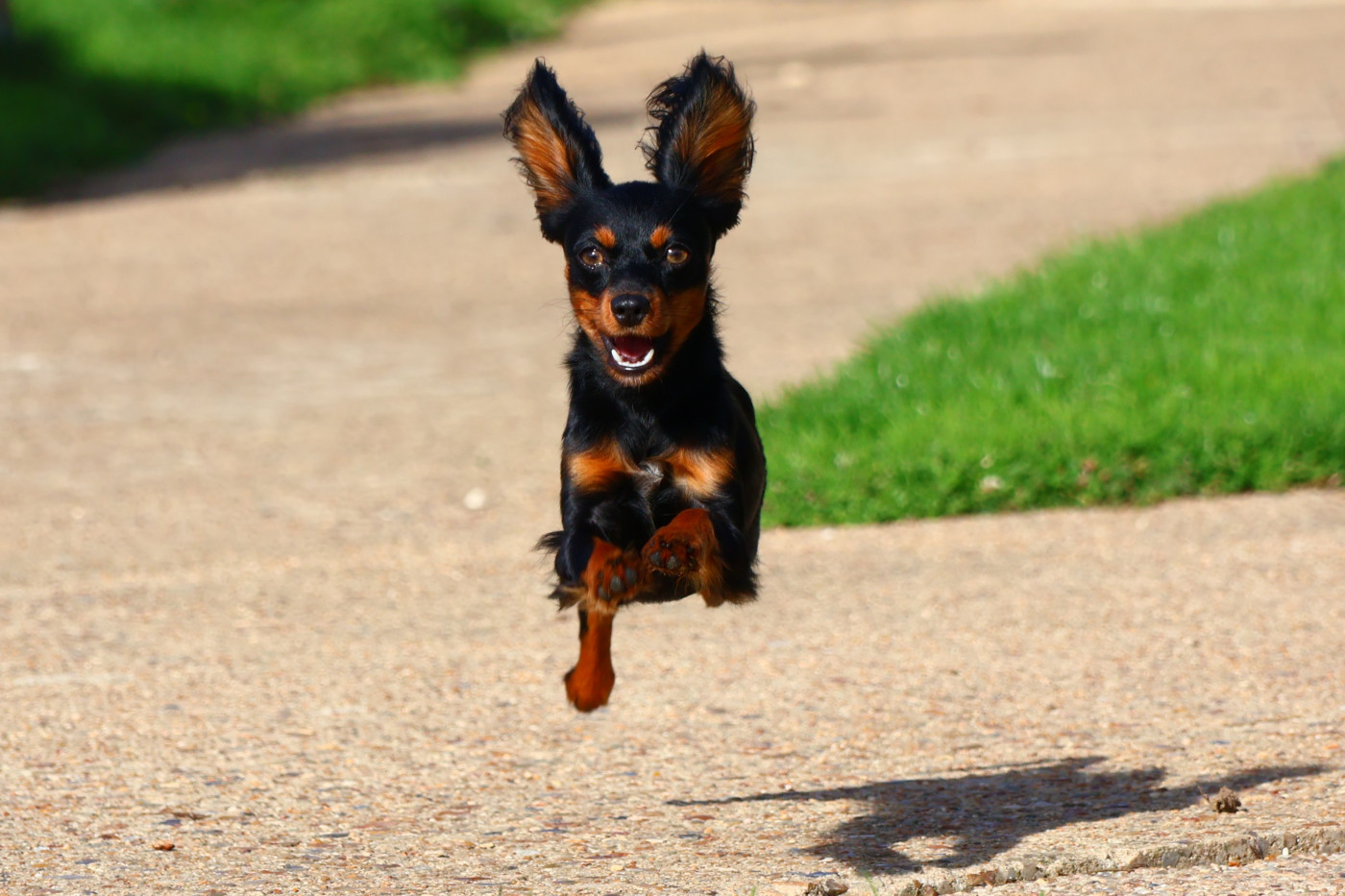 Valky De la Nouknoukerie