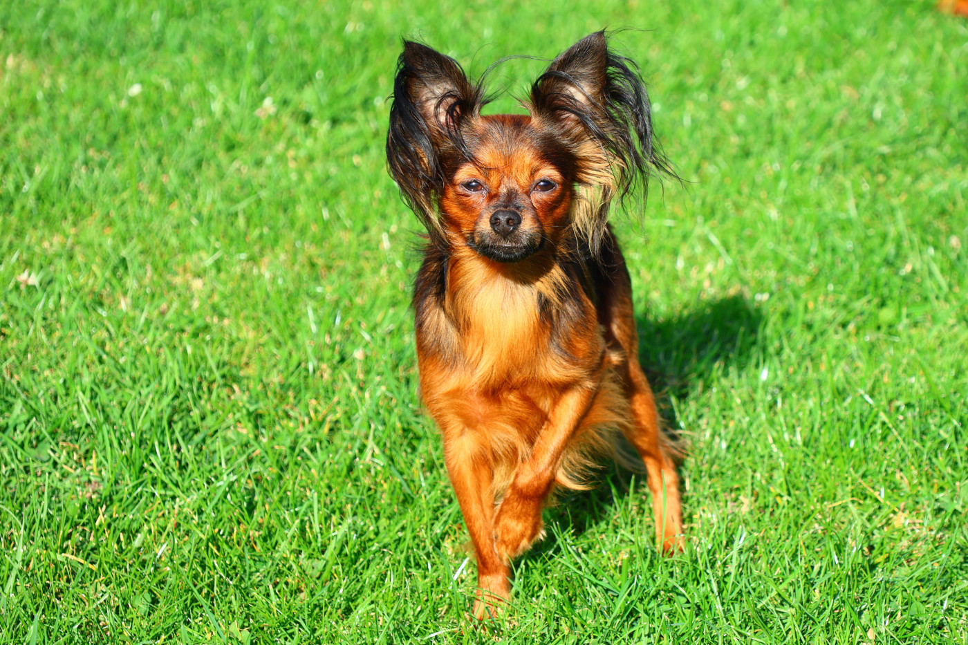 laskovaya rus' Geroy moego romana