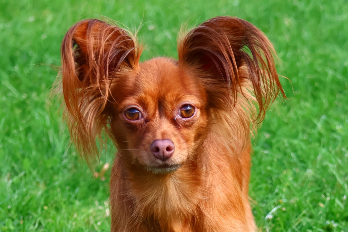 laskovaya rus' Nargiz