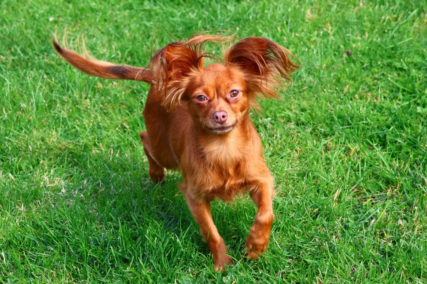 laskovaya rus' Nargiz