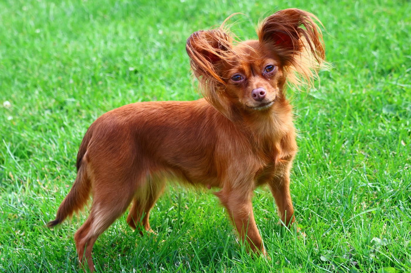 laskovaya rus' Nargiz