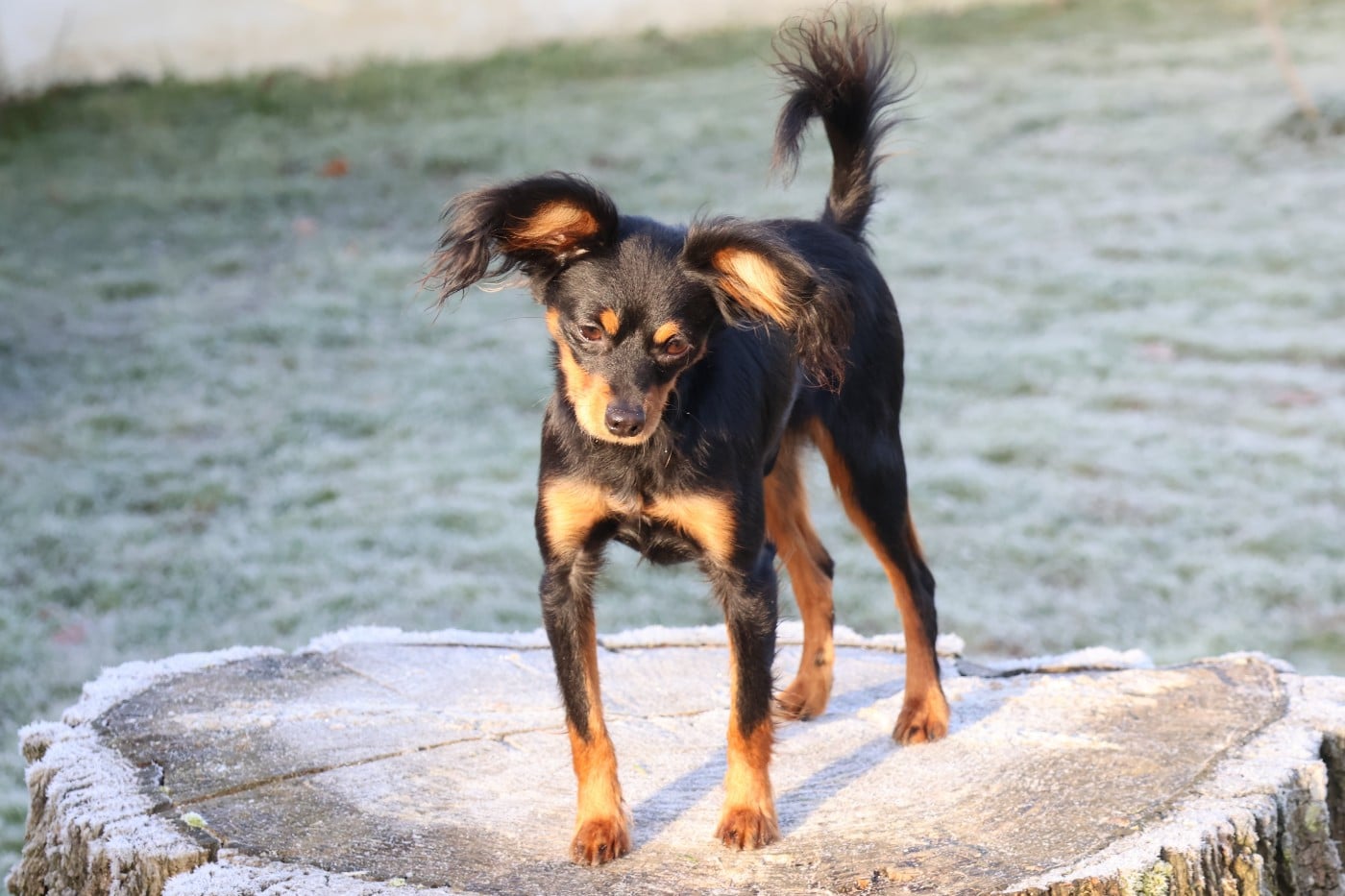 Vezymir-ulk au Royaume D'ultra