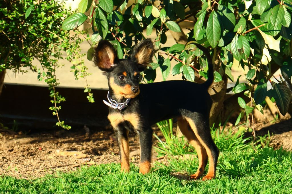 Vezymir-ulk au Royaume D'ultra