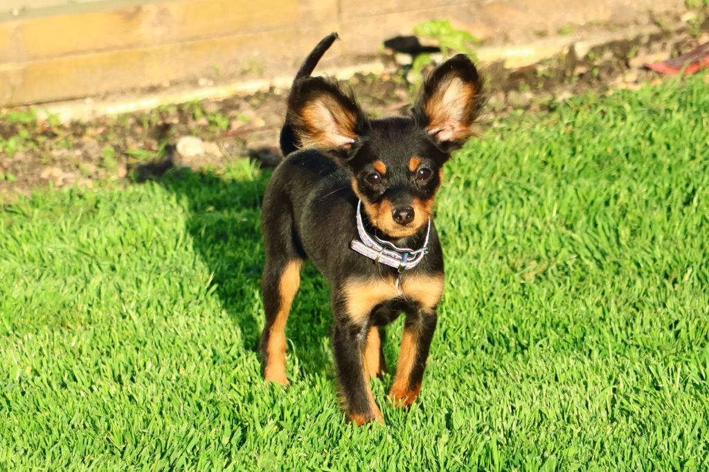 Vezymir-ulk au Royaume D'ultra