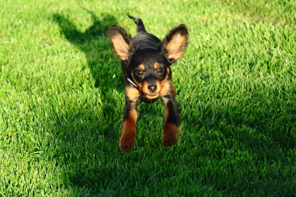 Vezymir-ulk au Royaume D'ultra