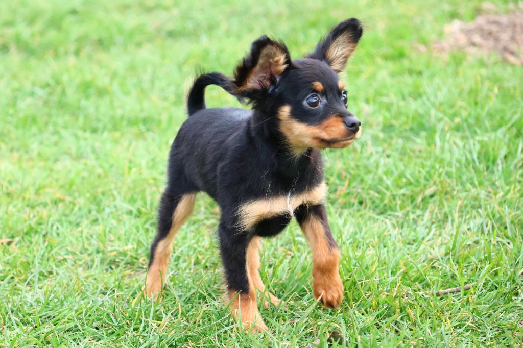 Vezymir-ulk au Royaume D'ultra