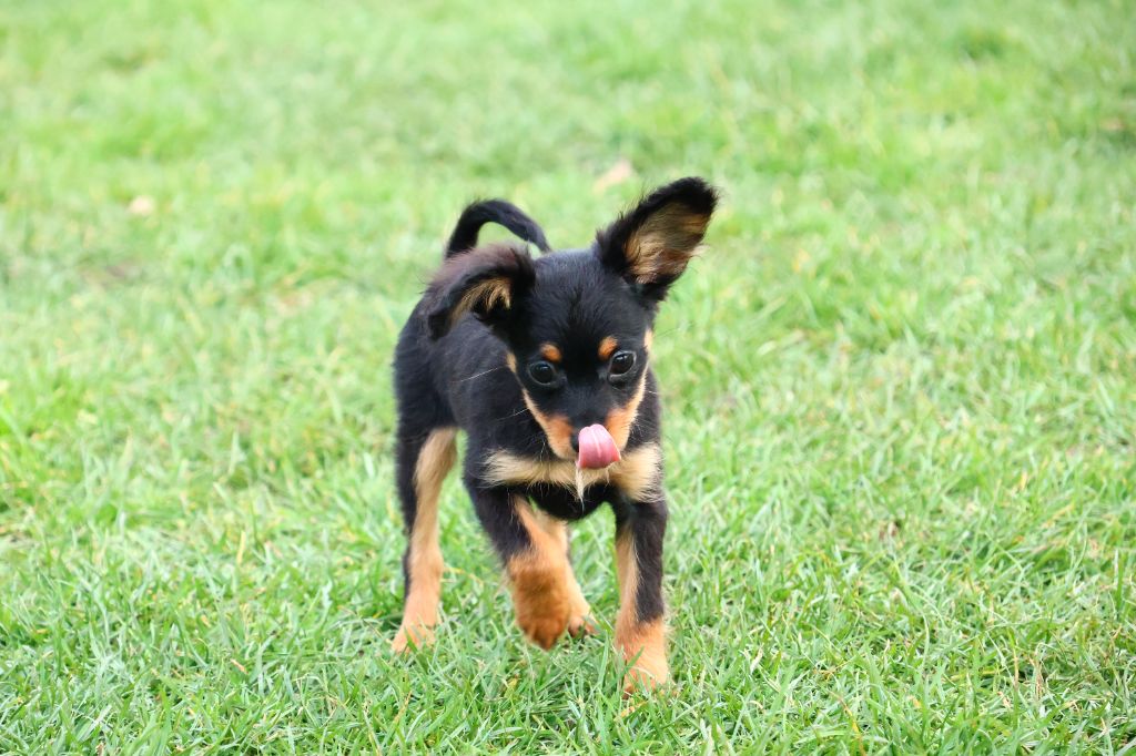 Vezymir-ulk au Royaume D'ultra