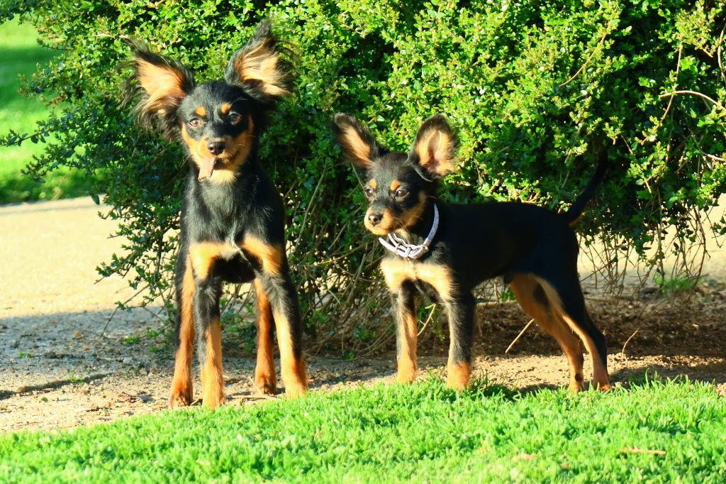 Vezymir-ulk au Royaume D'ultra