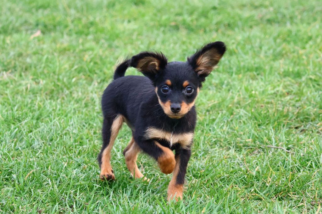 Vezymir-ulk au Royaume D'ultra