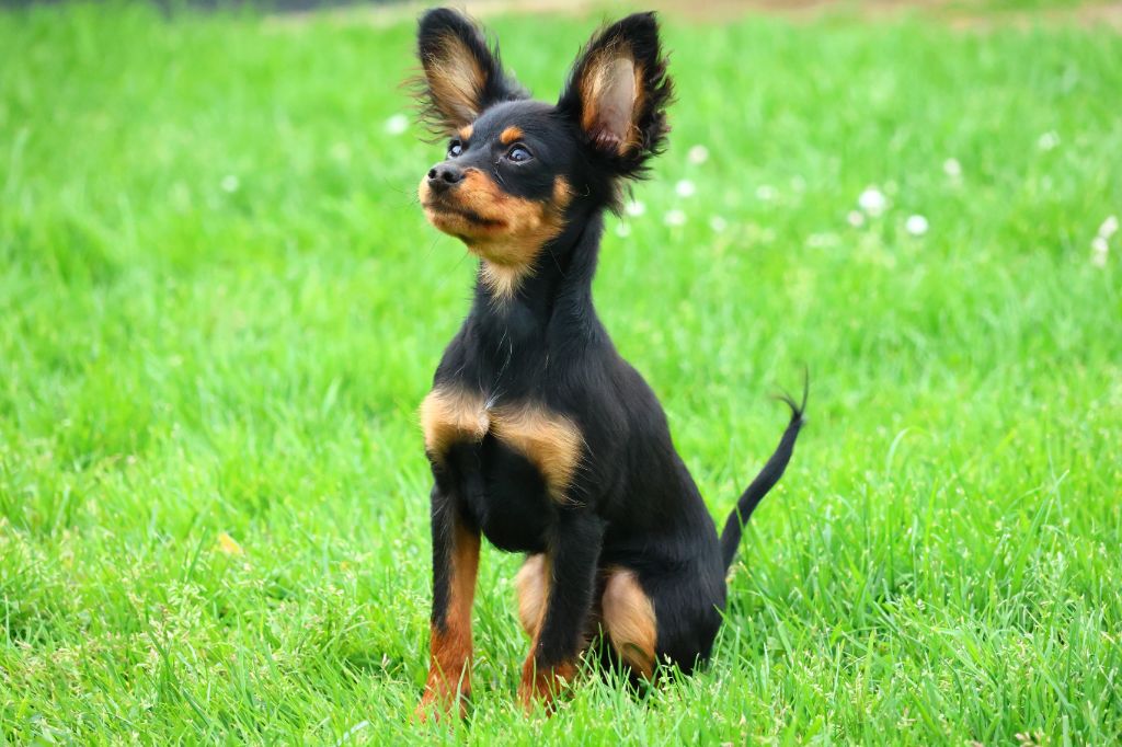 Vezymir-ulk au Royaume D'ultra