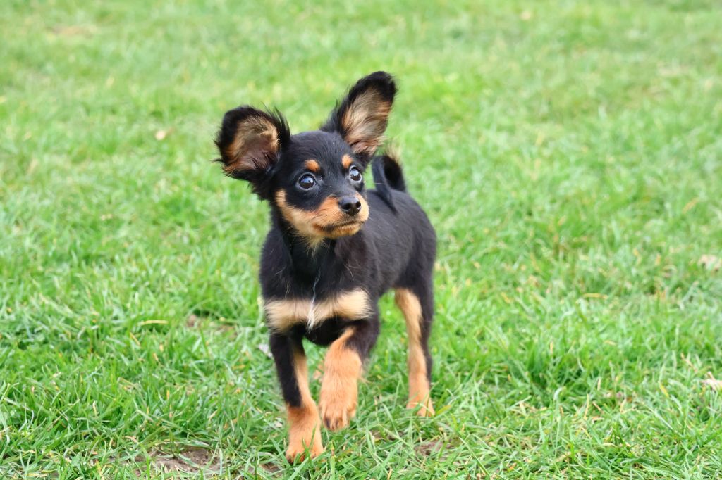 Vezymir-ulk au Royaume D'ultra