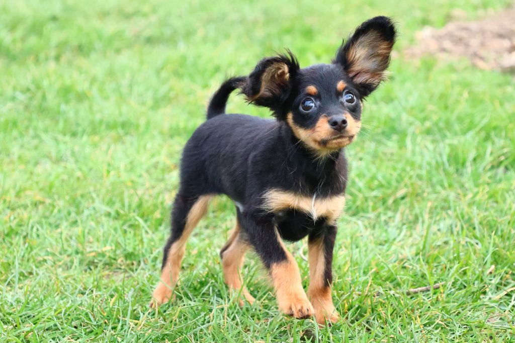 Vezymir-ulk au Royaume D'ultra