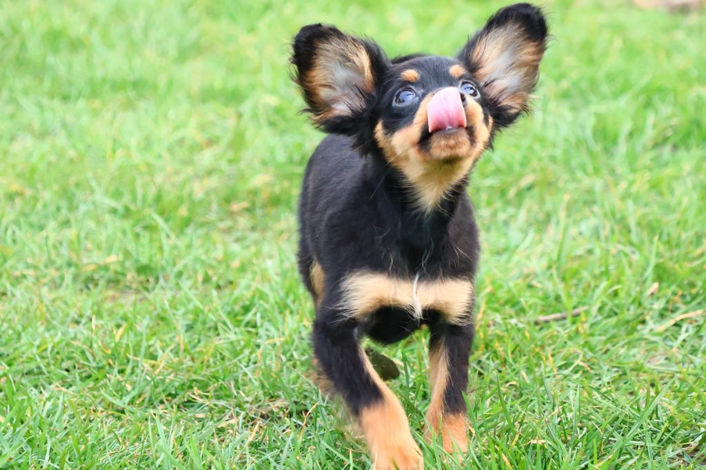 Vezymir-ulk au Royaume D'ultra