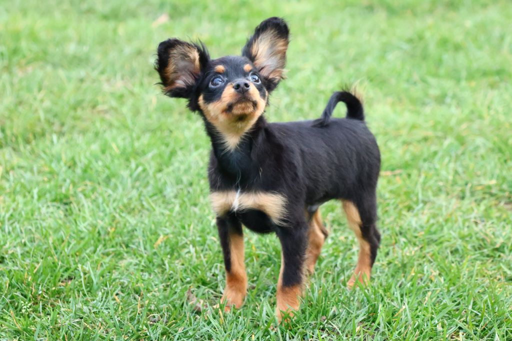 Vezymir-ulk au Royaume D'ultra