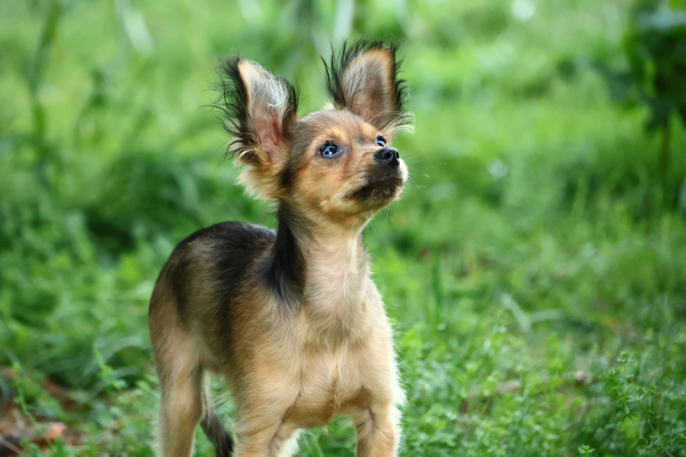 Balou