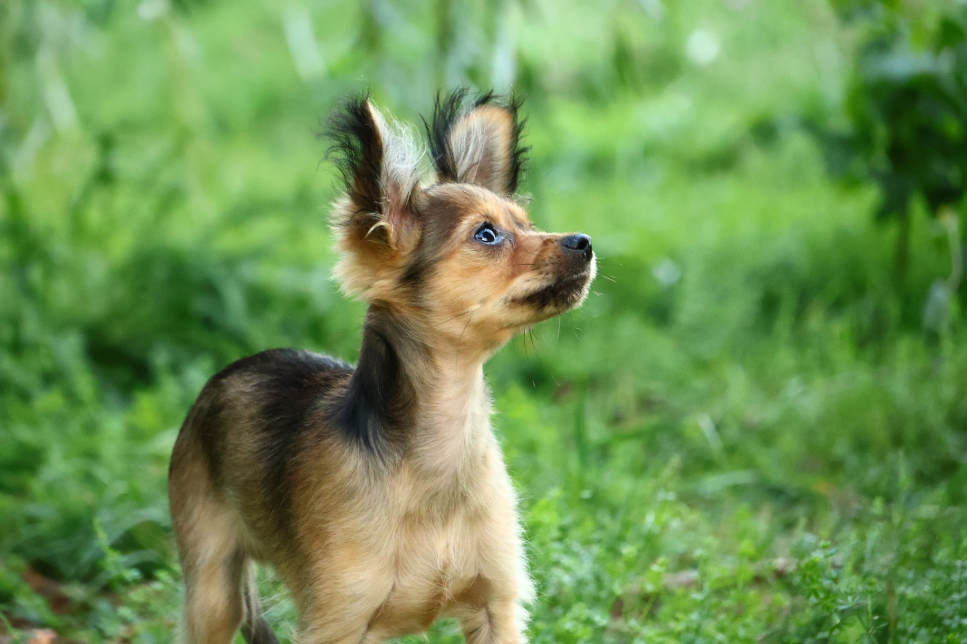 Balou