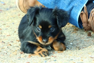 Les chiots de Russkiy Toy (Petit Chien Russe)