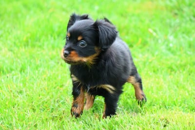 Les chiots de Russkiy Toy (Petit Chien Russe)