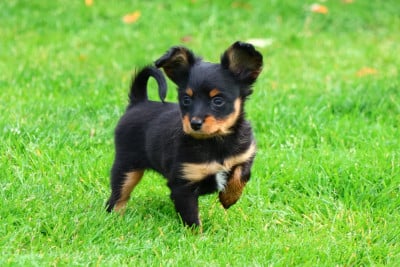 Les chiots de Russkiy Toy (Petit Chien Russe)