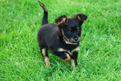 Les chiots de Russkiy Toy (Petit Chien Russe)
